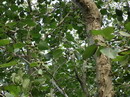 common alder